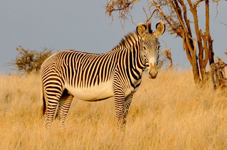 Grévy's zebra Grevy39s Zebra Protection African Wildlife Foundation