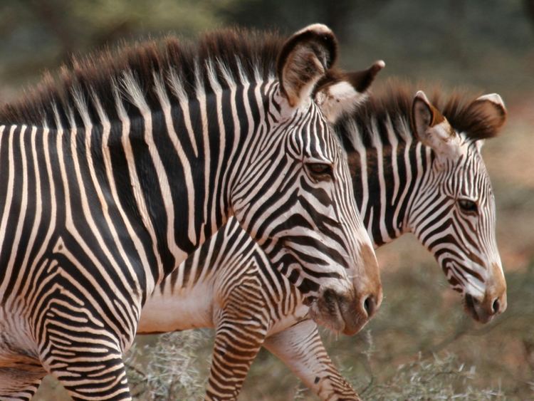 Grévy's zebra Grevy39s Zebra African Wildlife Foundation