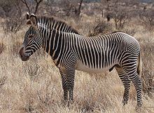 Grévy's zebra httpsuploadwikimediaorgwikipediacommonsthu