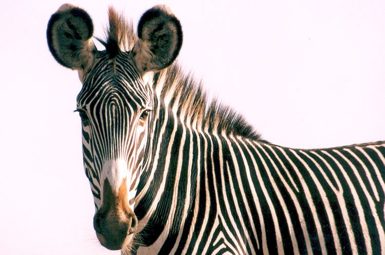 Grévy's zebra Grevy39s Zebra African Wildlife Foundation