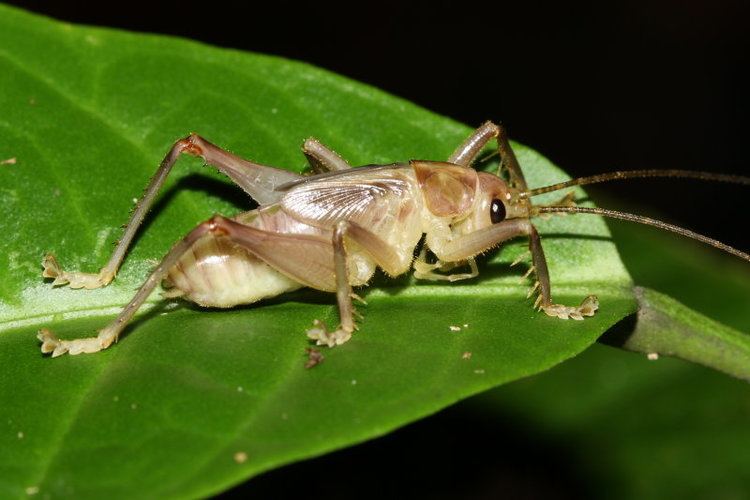 Gryllacrididae Raspy Cricket Gryllacrididae photo Stephen Luk photos at pbasecom