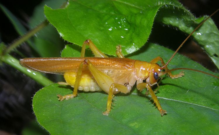Gryllacrididae Bush cricket Hyalogryllacris sp Gryllacrididae Lizard I Flickr