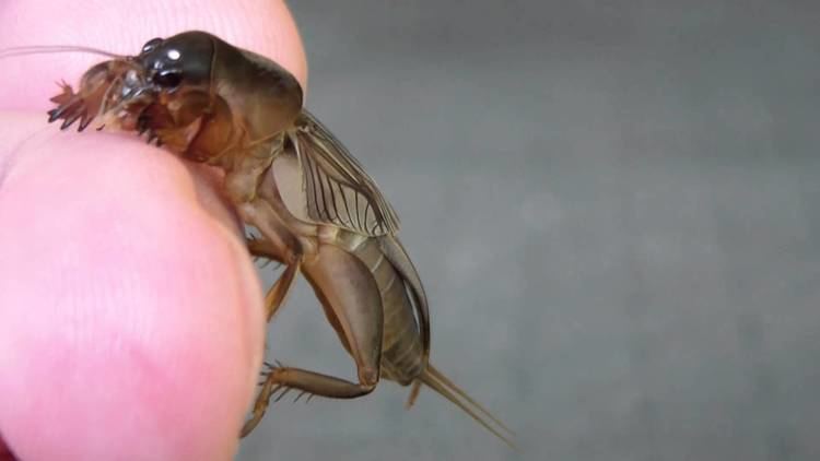 Gryllotalpa orientalis Molkrekel Mole cricket Gryllotalpa orientalis in Thailand YouTube