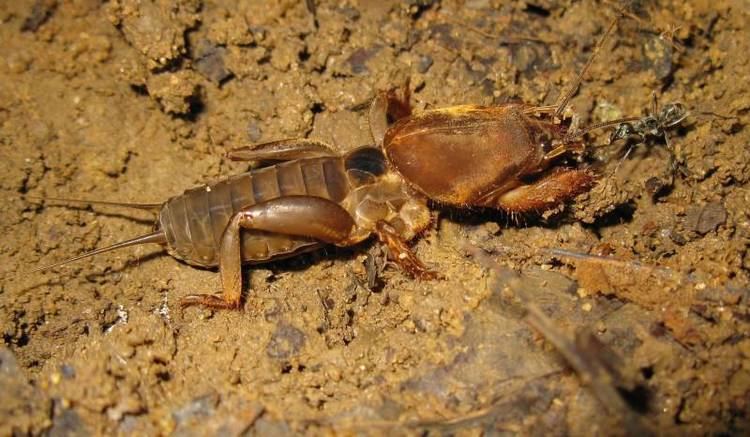 Gryllotalpa orientalis Image Gryllotalpa orientalis Oriental mole cricket BioLibcz