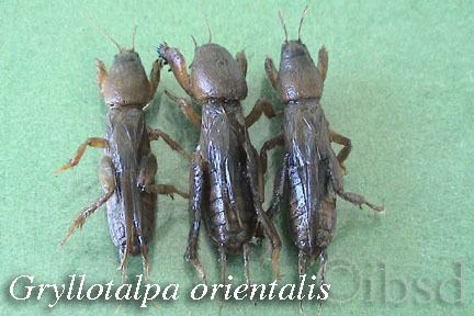 Gryllotalpa orientalis Gryllotalpa orientalis