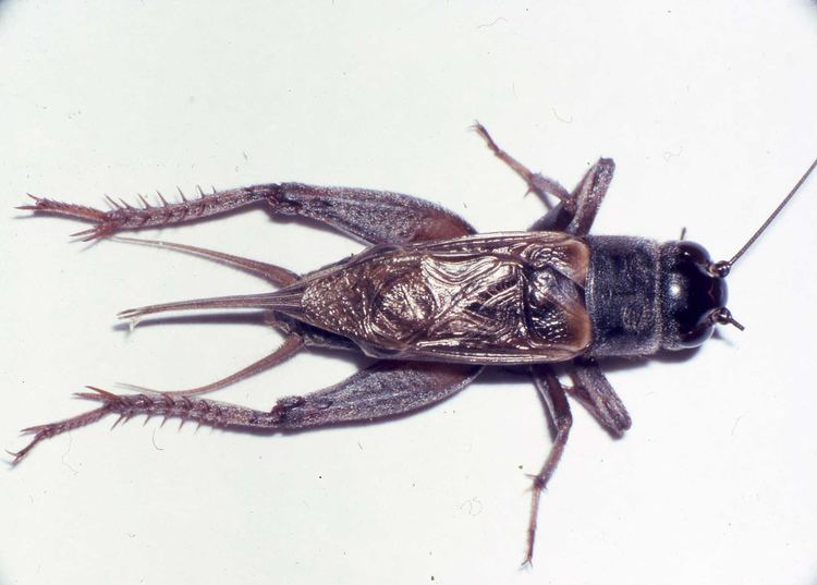 Gryllus longchirp field cricket Gryllus multipulsator