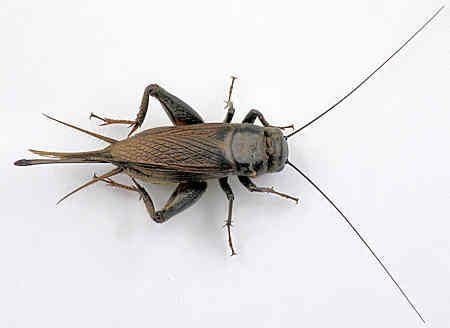 Gryllus Gryllus pennsylvanicus Field cricket