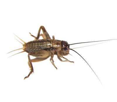 Gryllus assimilis Gryllus assimilis Jamaican field cricket Acheta assimilis
