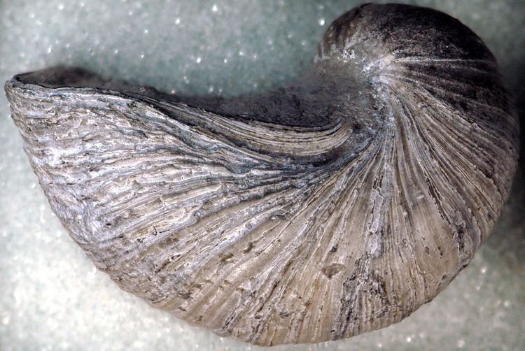 Gryphaea The World39s Best Photos of fossil and gryphaea Flickr Hive Mind