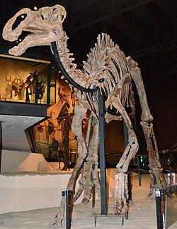 Gryposaurus Gryposaurus Wikipedia