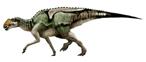 Gryposaurus httpsnhmuutahedusitesdefaultfilesstylesl