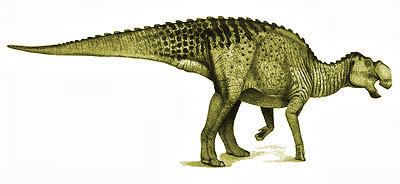 Gryposaurus Gryposaurus Dinosaur facts information Gryposaurus challengeri