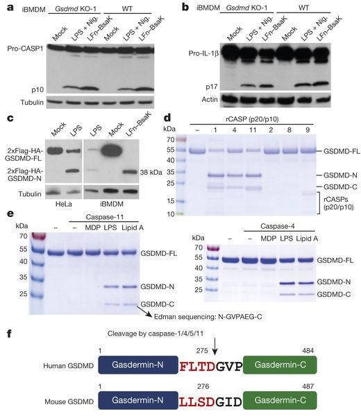 GSDMD wwwnaturecomnaturejournalv526n7575imagesar