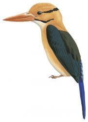 Guadalcanal moustached kingfisher wwwhbwcomsitesdefaultfilesstyleslargeapub