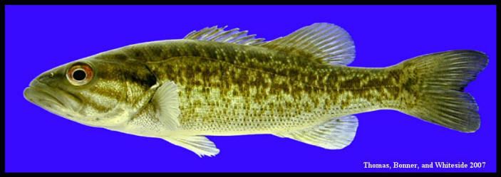 Guadalupe bass Guadalupe bass Micropterus treculii