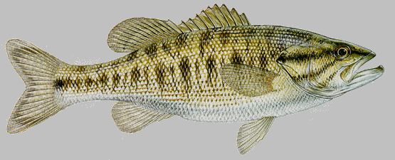 Guadalupe bass tpwdtexasgovfishboatfishimagesinlandspecies