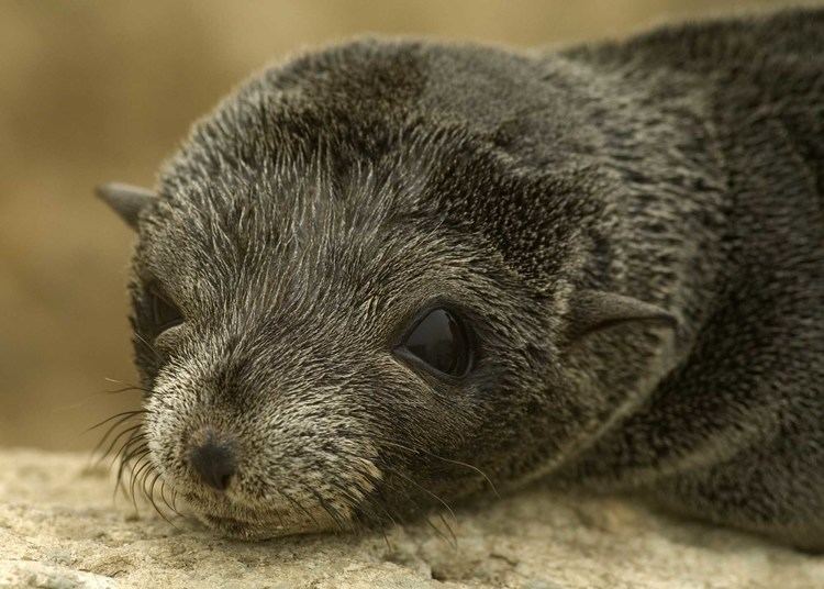Guadalupe fur seal Guadalupe Fur Seals Are Dying Off in Masses in California Apex Tribune