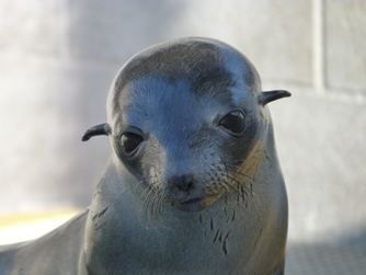 Guadalupe fur seal The Marine Mammal Center Guadalupe Fur Seal