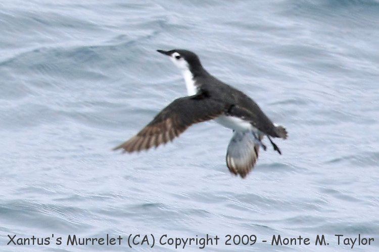 Guadalupe murrelet Guadalupe Murrelet recently split from Xantus39s Murrelet