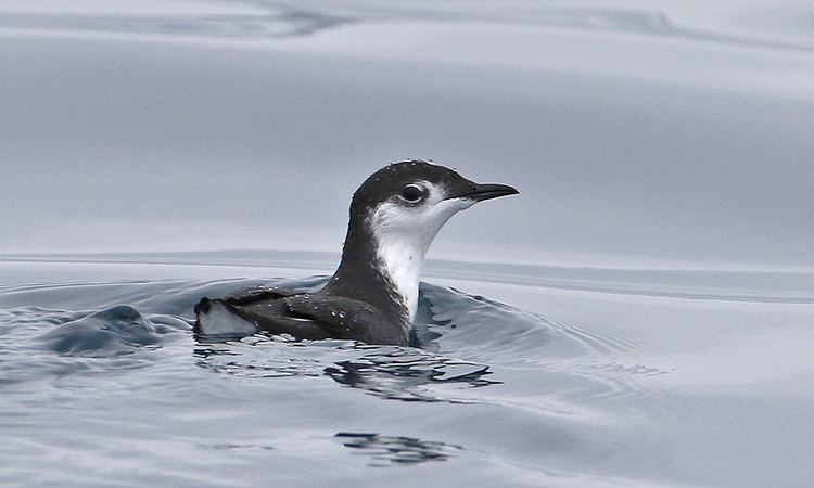 Guadalupe murrelet Guadalupe murrelet Wikipedia