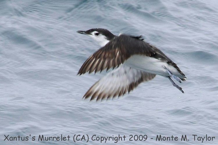 Guadalupe murrelet Guadalupe Murrelet recently split from Xantus39s Murrelet