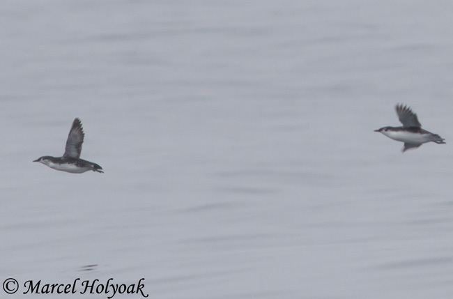 Guadalupe murrelet Guadalupe Murrelet Species Information and Photos