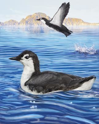 Guadalupe murrelet Guadalupe Murrelet Whatbirdcom