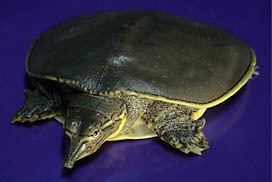 Guadalupe spiny softshell turtle imagess3enaturecomreptileamphreptileamphma