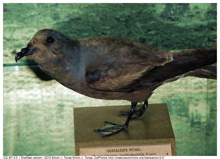 Guadalupe storm petrel More on Oceanodroma macrodactyla Guadalupe Storm Petrel