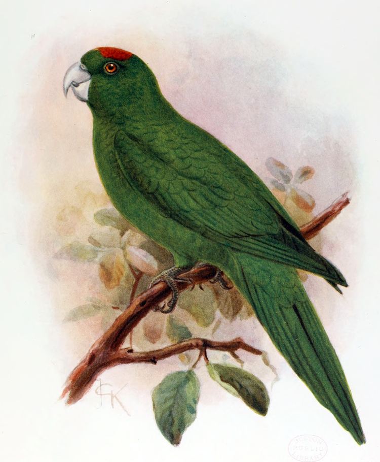 Guadeloupe parakeet httpsuploadwikimediaorgwikipediacommonsdd