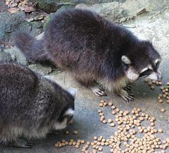 Guadeloupe raccoon httpsuploadwikimediaorgwikipediacommonsthu
