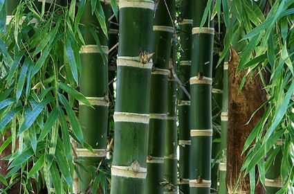 Guadua Guadua Angustifolia Byron Bamboo Byron Bamboo