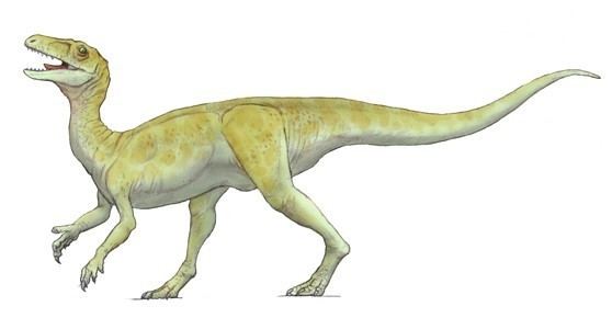 Guaibasaurus imagesdinosaurpicturesorgGuaibasaurus7f66jpg