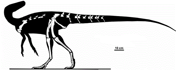 Guaibasaurus PALEONTOLOGICAL STUDIES OF SOUTH CAROLINA Guaibasaurus Information