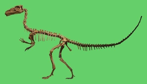 Guaibasaurus Guaibasaurus Pictures amp Facts The Dinosaur Database