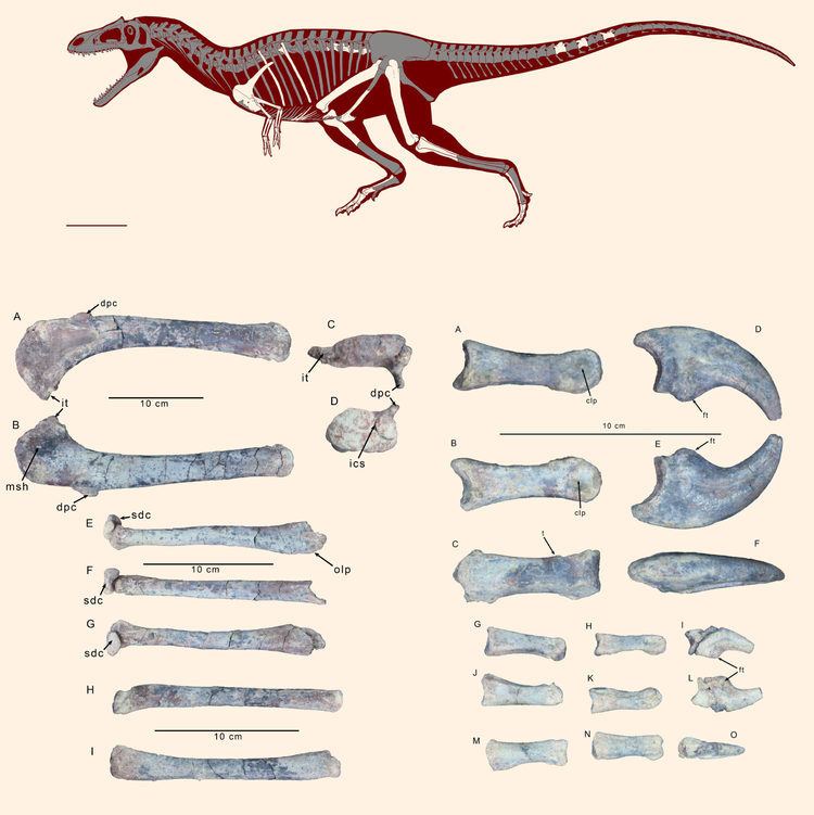 Gualicho Gualicho shinyae New Theropod Dinosaur Unearthed in Argentina