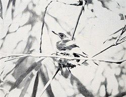 Guam flycatcher Guam flycatcher Wikipedia