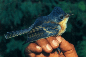 Guam flycatcher guampediamedias3amazonawscomwpcontentupload