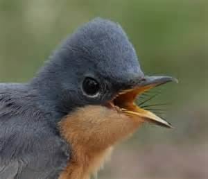 Guam flycatcher - Alchetron, The Free Social Encyclopedia