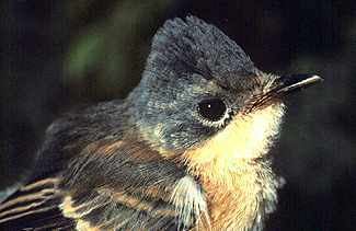 Guam flycatcher Guam Flycatcher Myiagra freycineti gt