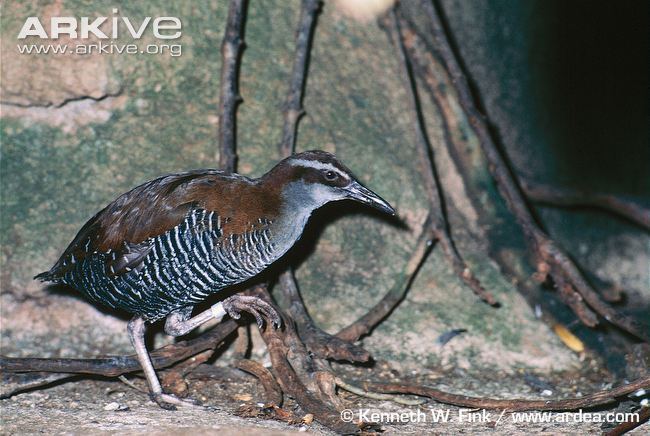 Guam rail Guam rail videos photos and facts Gallirallus owstoni ARKive