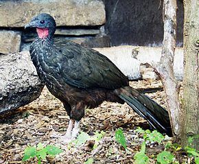 Guan (bird) httpsuploadwikimediaorgwikipediacommonsthu