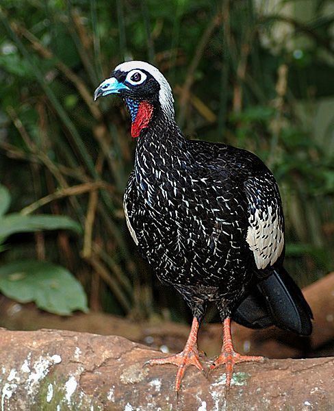 Guan (bird) 1000 images about Chachalacas guans amp curassows on Pinterest