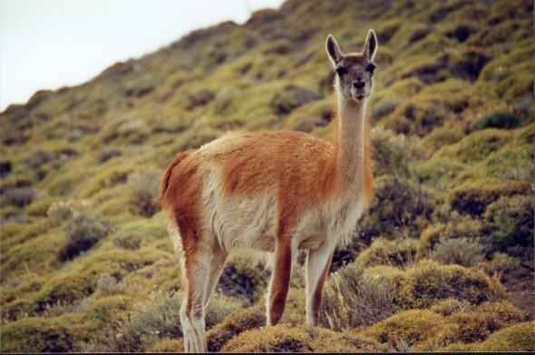 Guanaco Guanaco Facts History Useful Information and Amazing Pictures