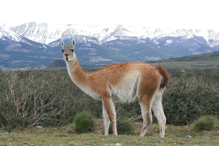 Guanaco Guanaco Facts History Useful Information and Amazing Pictures