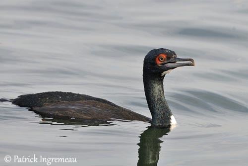 Guanay cormorant Guanay Cormorant