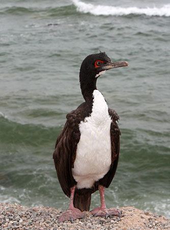 Guanay cormorant Cormorants Peruvian Seabirds Photo Gallery