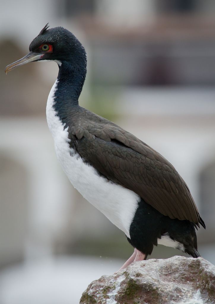 Guanay cormorant Guanay Cormorant Phalacrocorax bougainvillii Ian Billenness Flickr