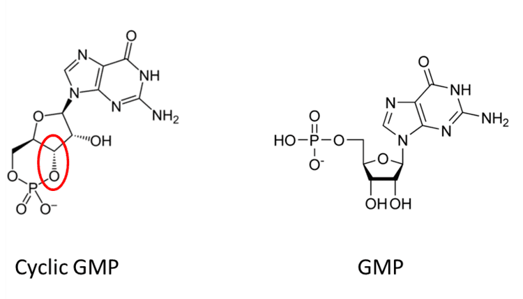 Guanosine monophosphate Cyclic guanosine monophosphate Plant Scientist