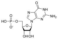 Guanosine monophosphate httpsuploadwikimediaorgwikipediacommonsthu